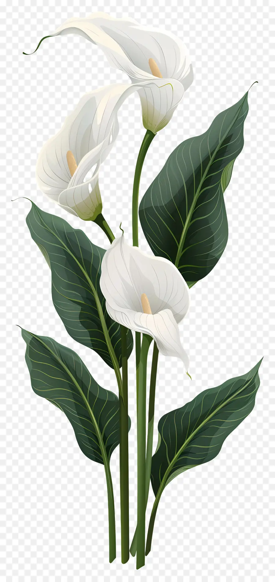 Calla Lírio，Lírios Brancos PNG