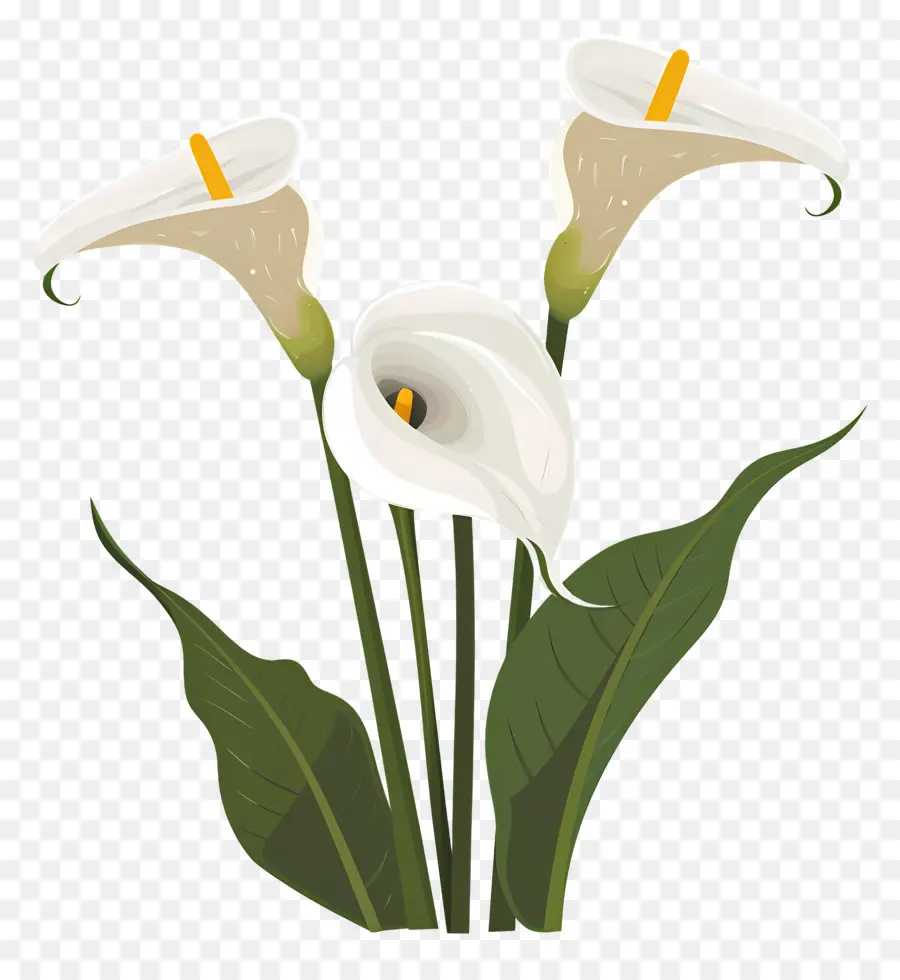 Calla Lírio，Lírios Brancos PNG