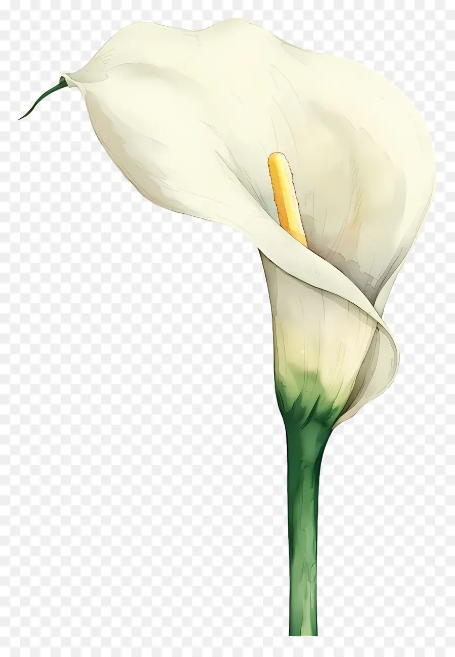 Calla Lírio，Lírio De Calla Branco PNG