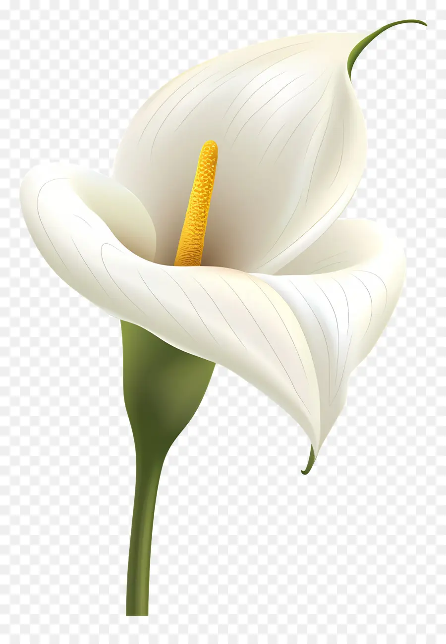 Calla Lírio，Lírio De Calla Branco PNG