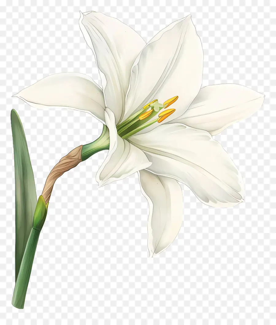 Flor De Lírio，Lírio Branco PNG