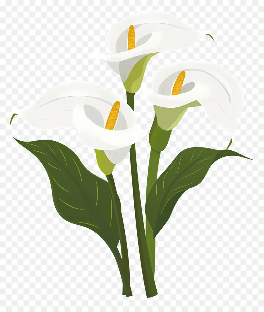 Calla Lírio，Lírios Brancos PNG