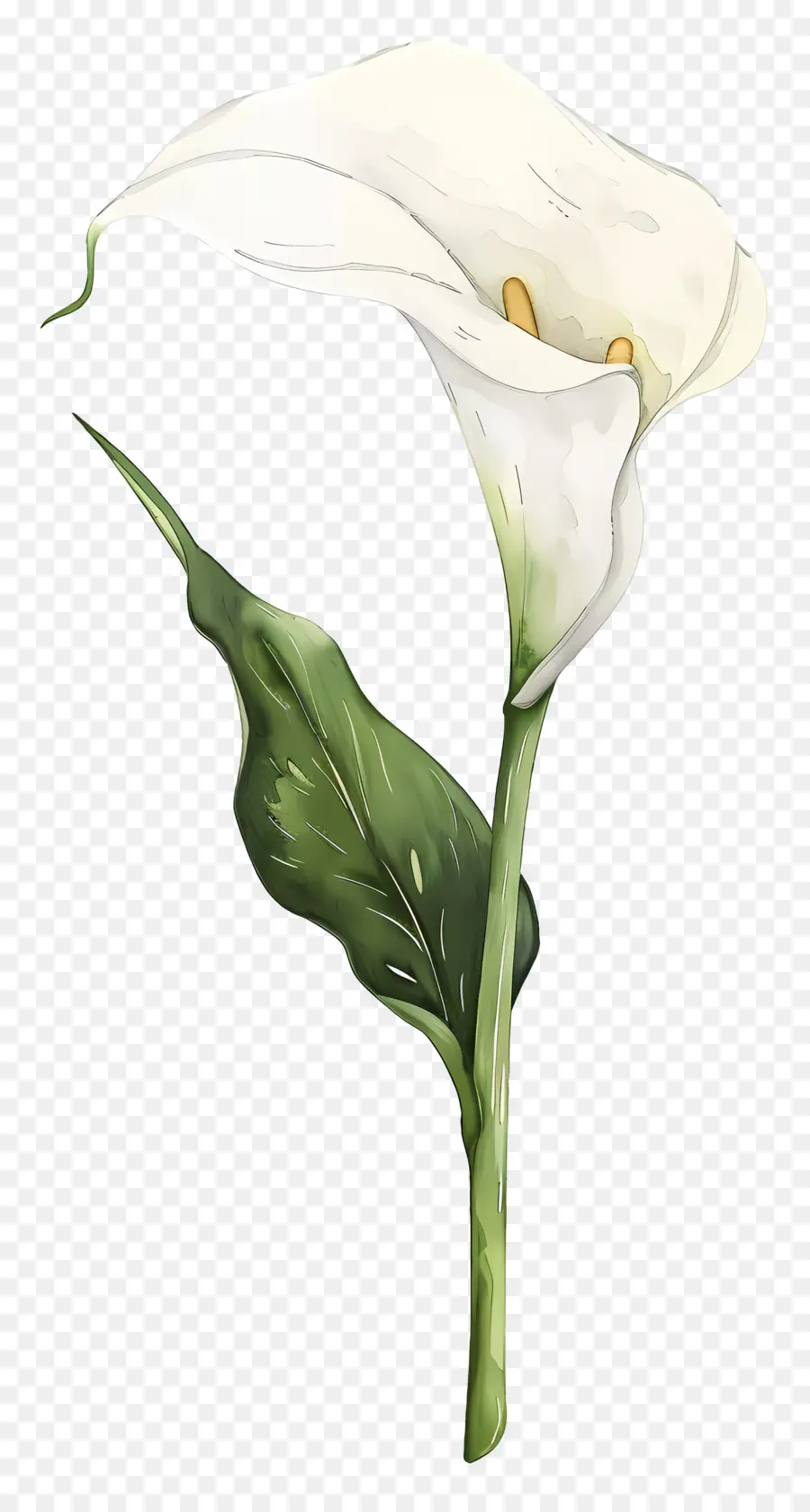 Calla Lírio，Lírio De Calla Branco PNG