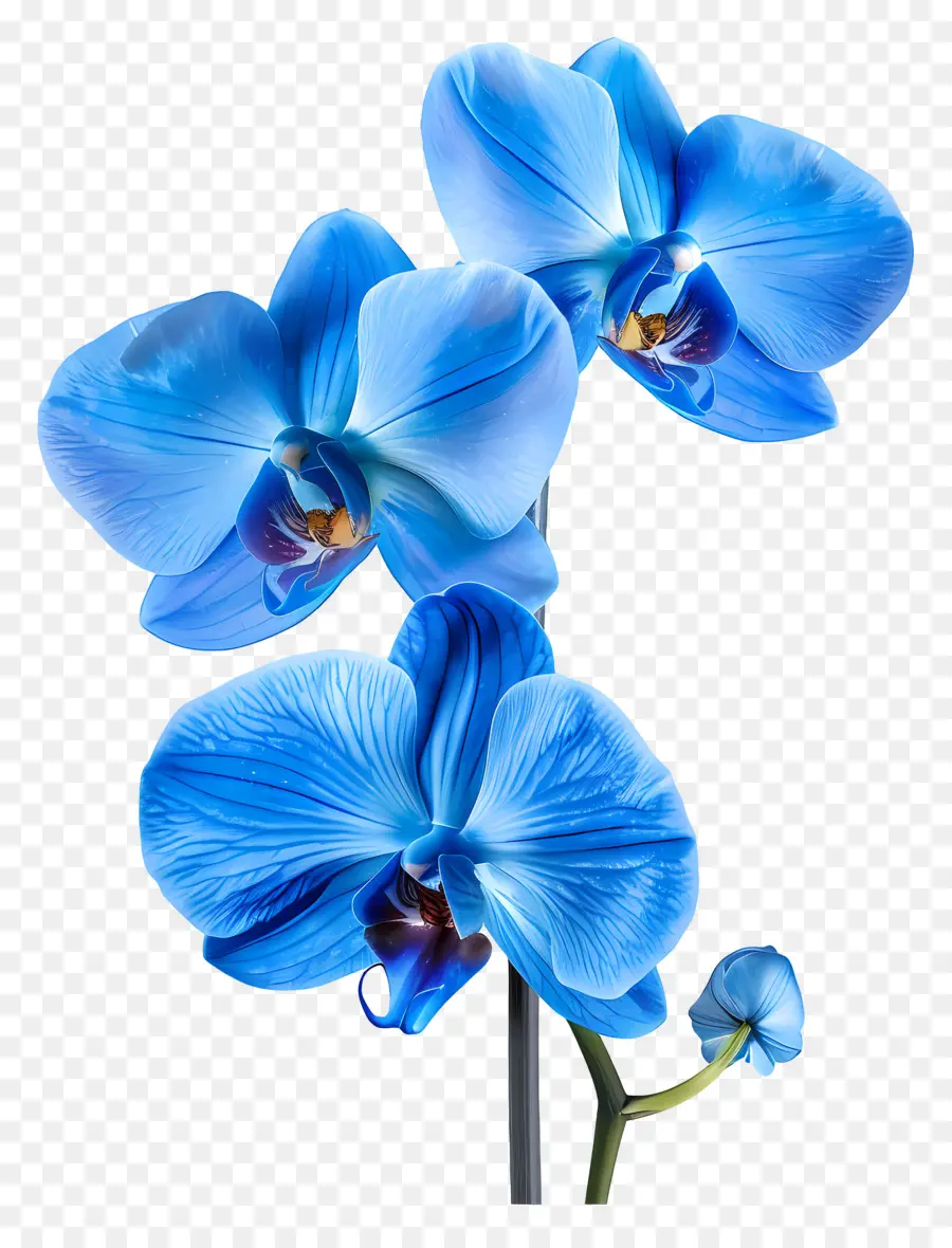 Flor De Orquídea，Orquídea Azul PNG