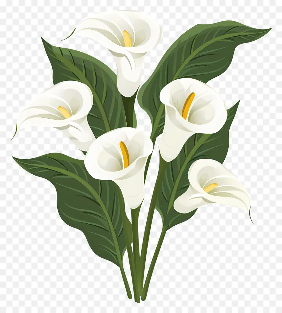 Calla Lírio，Lírios Brancos PNG