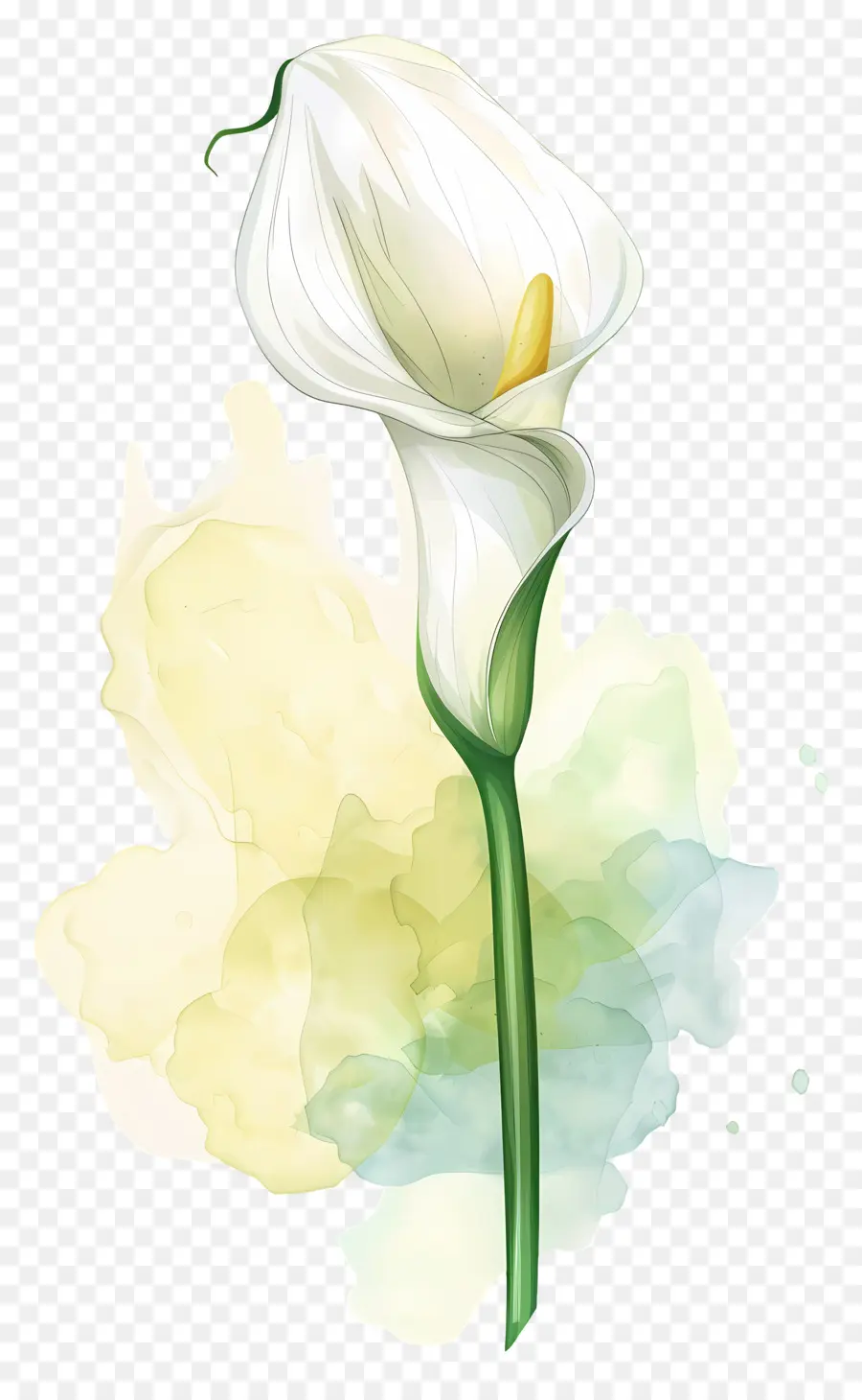 Calla Lírio，Lírio De Calla Branco PNG