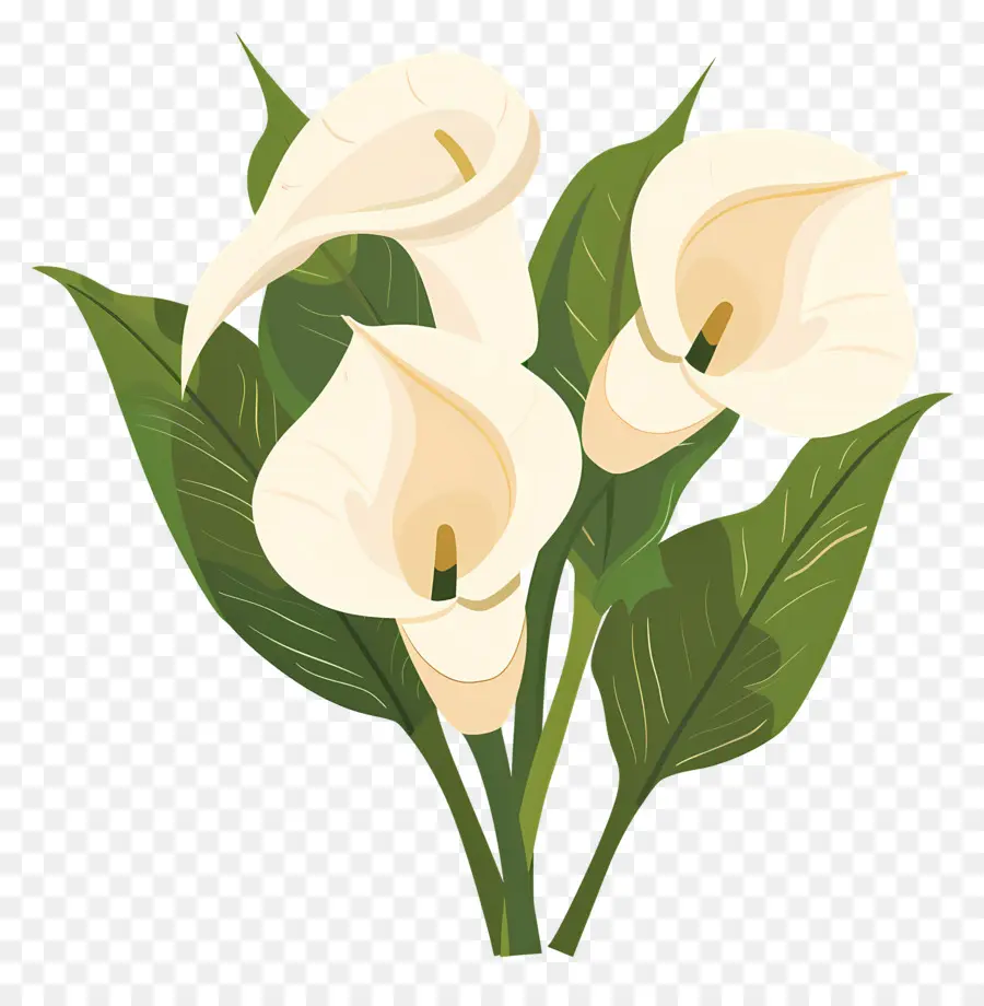 Calla Lírio，Lírios Brancos PNG