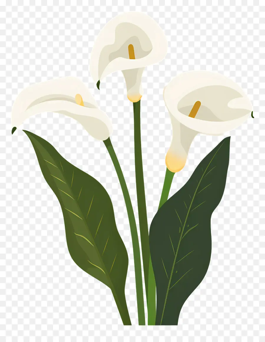 Calla Lírio，Lírios Brancos PNG