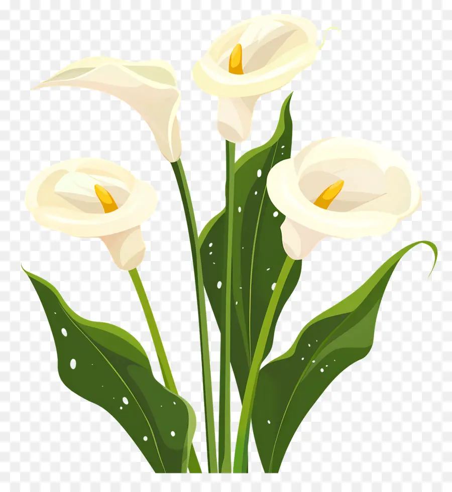 Calla Lírio，Lírios Brancos PNG