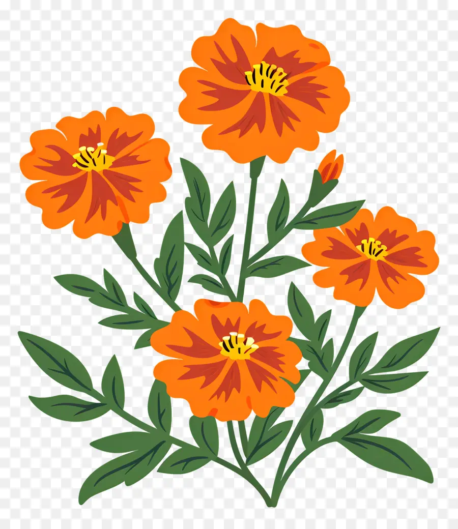 Flores De Calêndula，Flores Laranja PNG