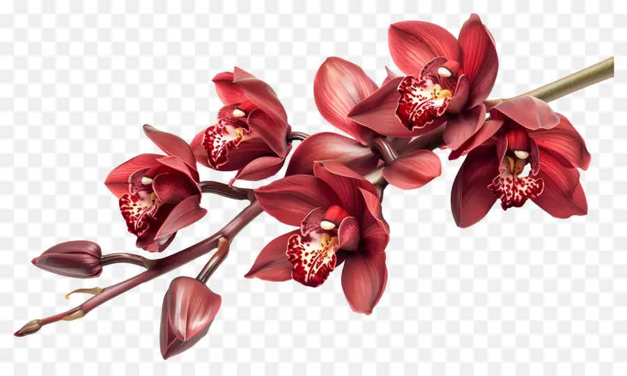 Flor De Orquídea，Orquídeas Vermelhas PNG