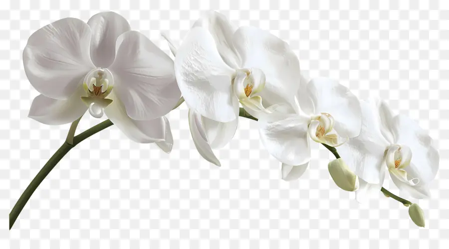 Flor De Orquídea，Orquídea PNG