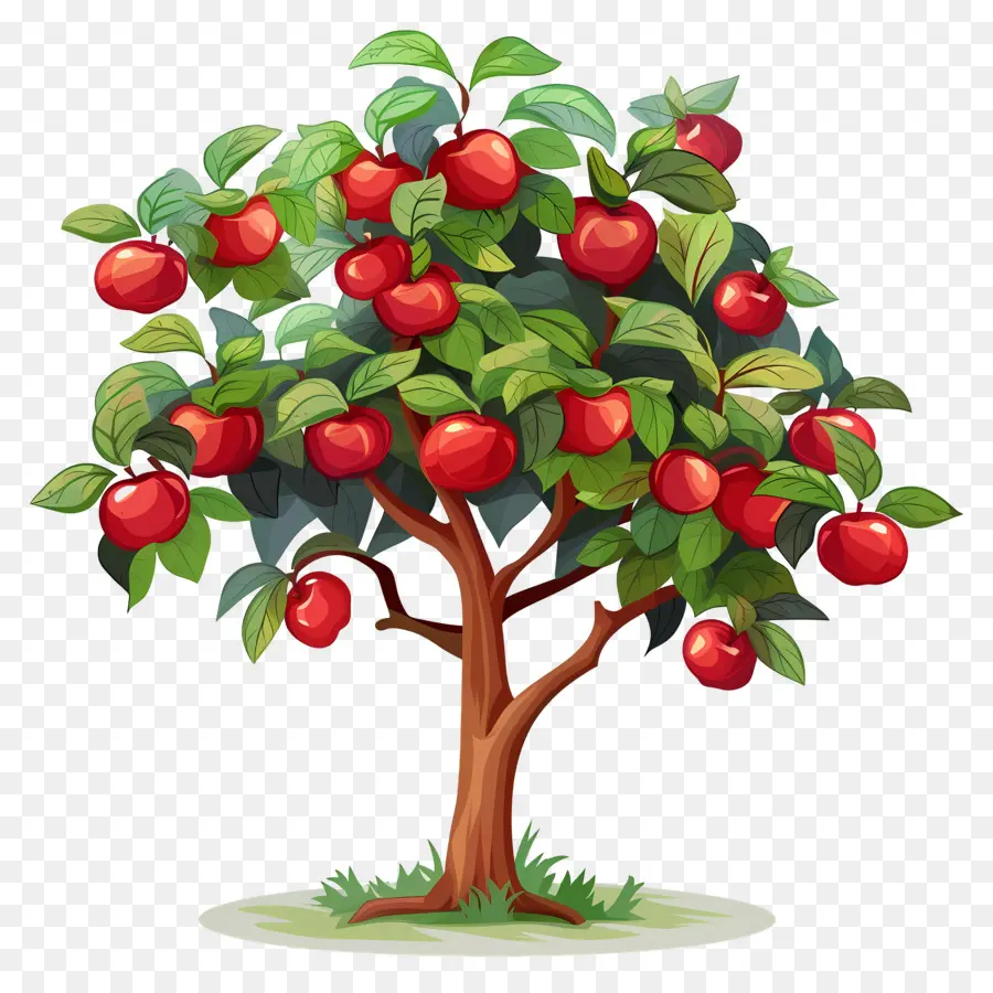 Macieira，Fruta PNG