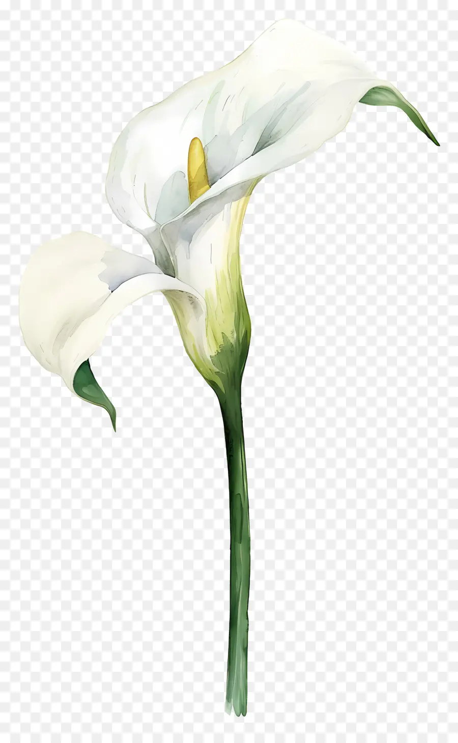 Calla Lírio，Lírio De Calla Branco PNG