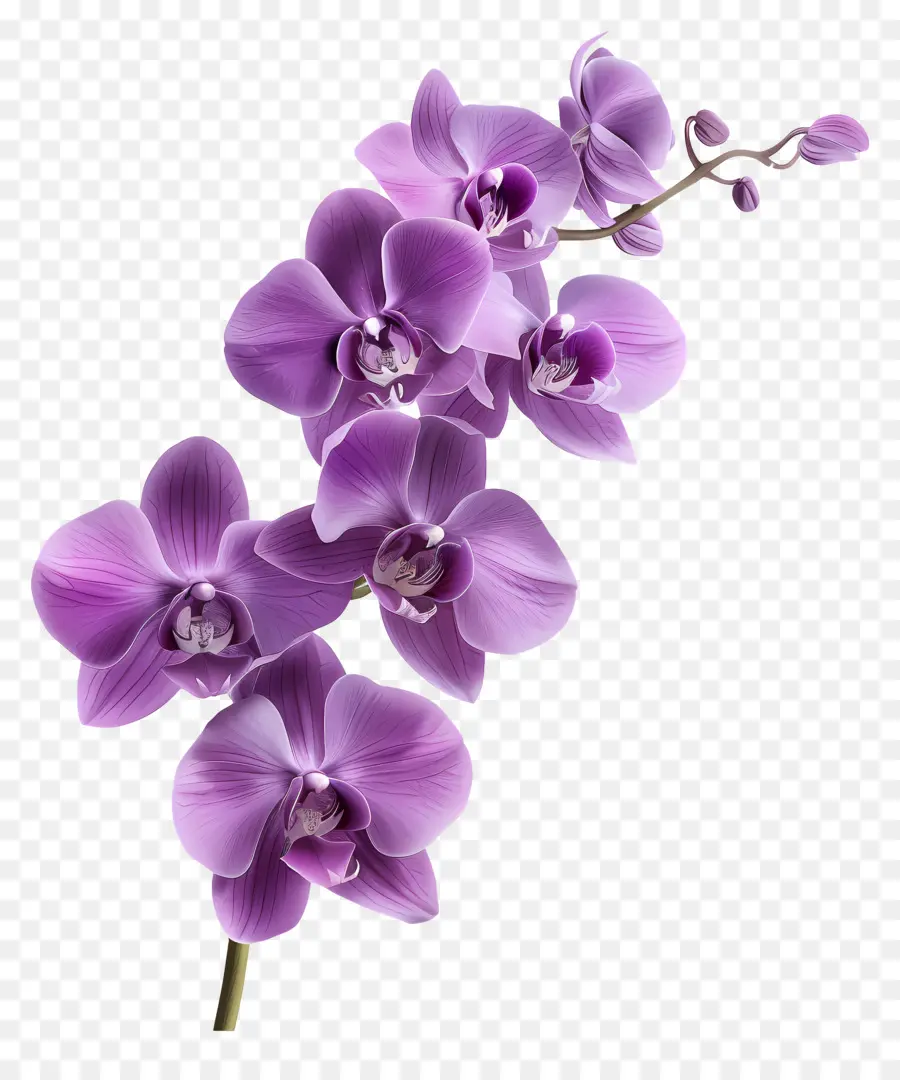 Flor De Orquídea，Orquídea Branca PNG