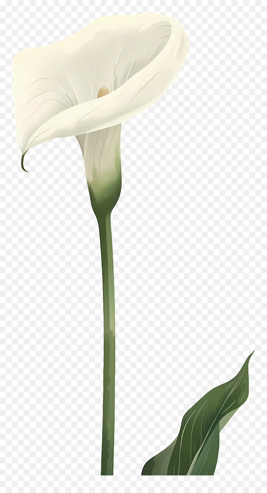 Calla Lírio，Lírio De Calla Branco PNG