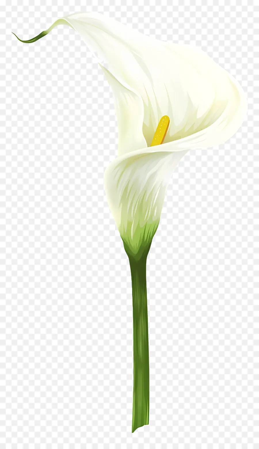 Calla Lírio，Lírio De Calla Branco PNG