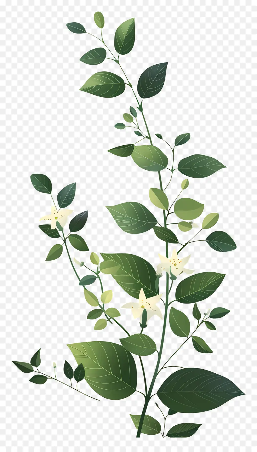 Planta Trepadeira，Folhas Verdes PNG