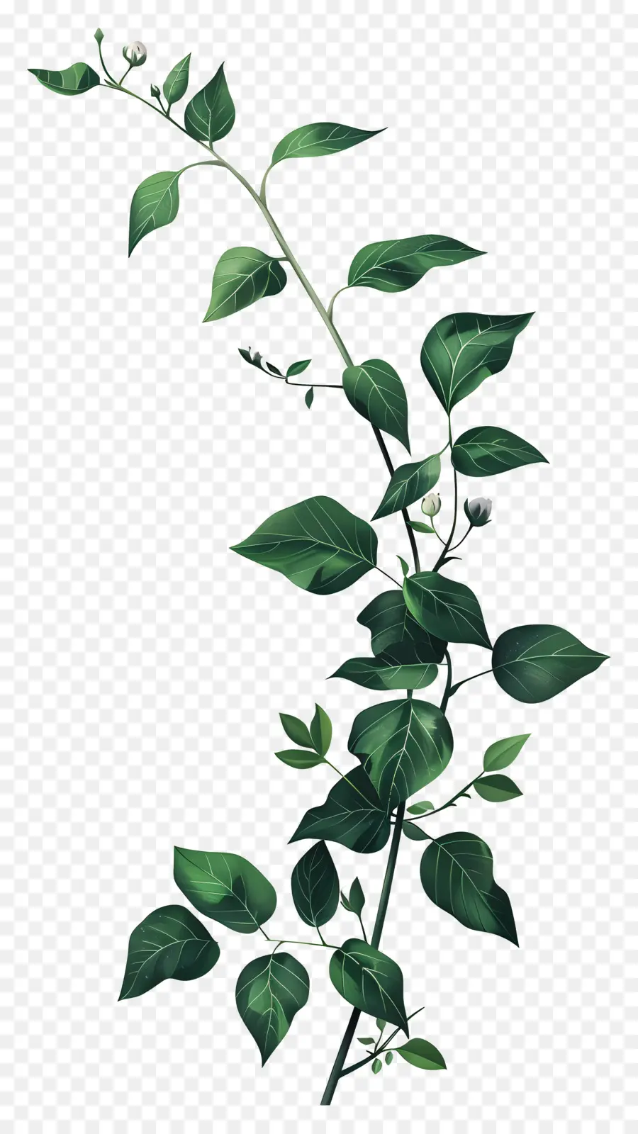 Planta Trepadeira，Planta Verde PNG