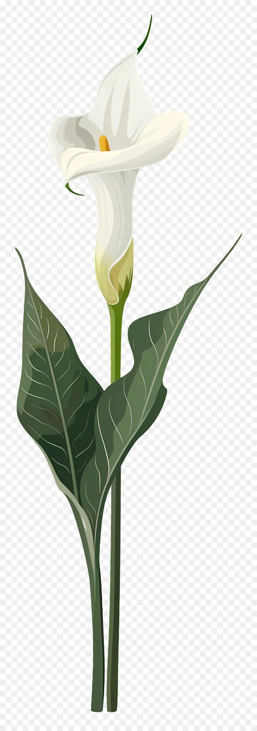 Calla Lírio，Branco PNG