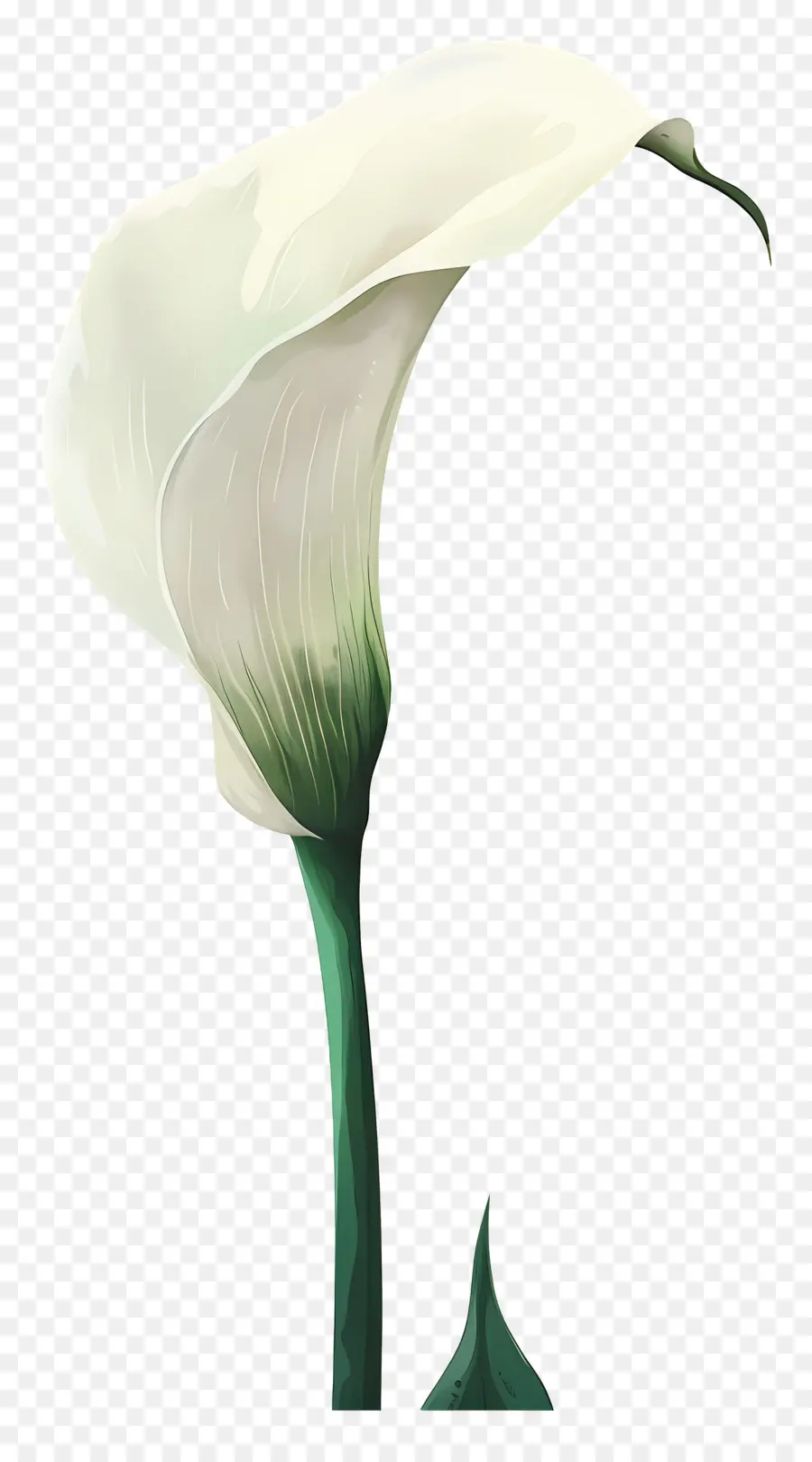 Calla Lírio，Lírio De Calla Branco PNG