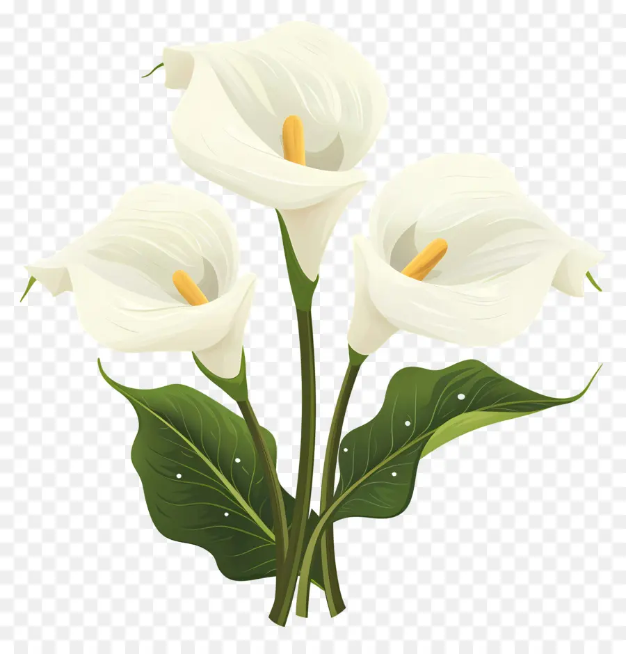 Calla Lírio，Lírios Brancos PNG