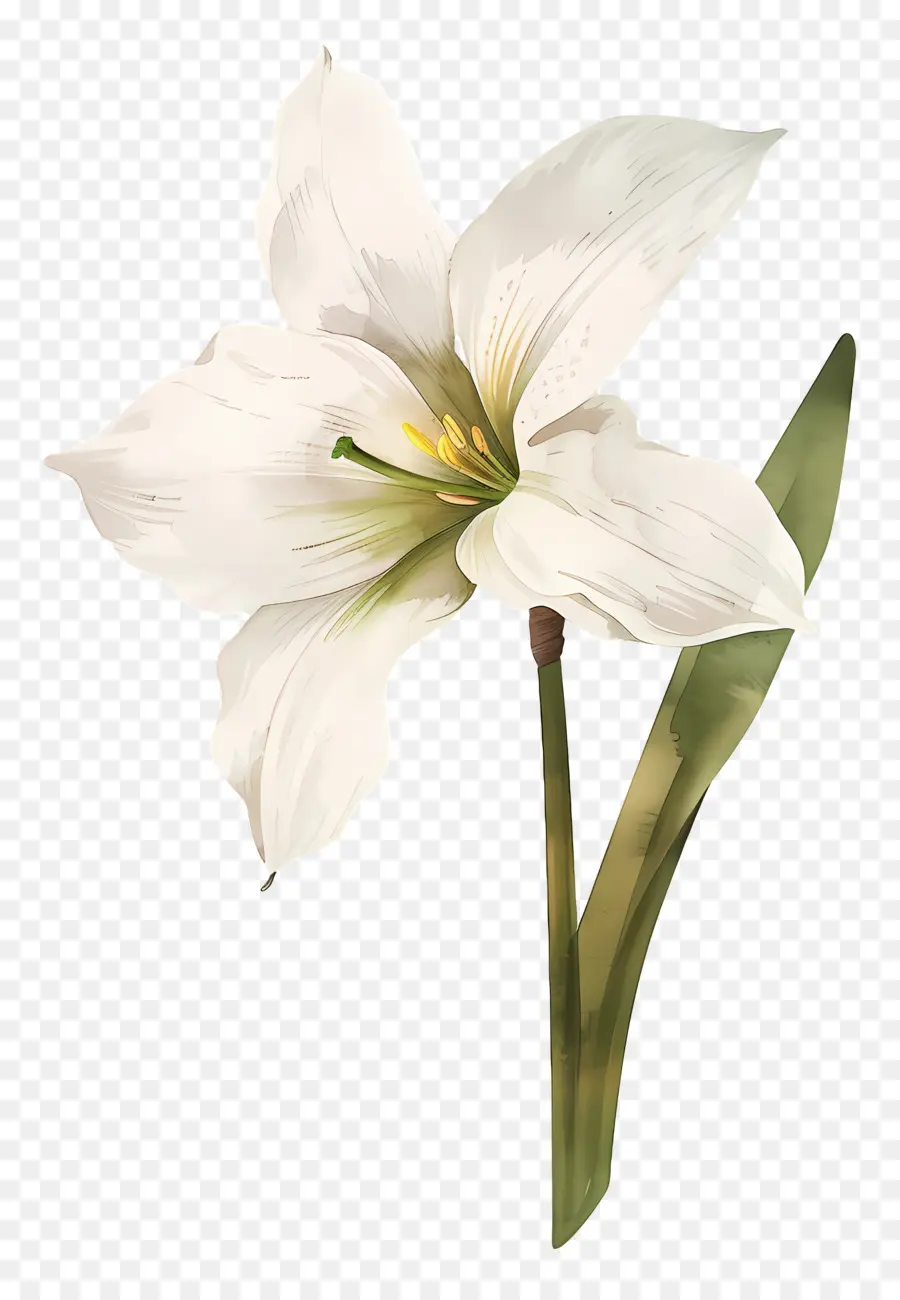 Flor De Lírio，Flor Branca PNG