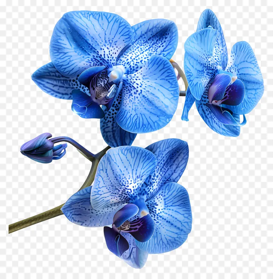 Flor De Orquídea，Orquídea Azul PNG