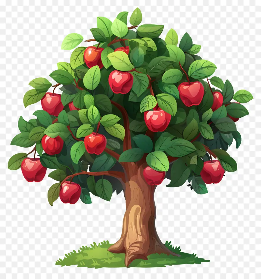 Macieira，Fruta PNG