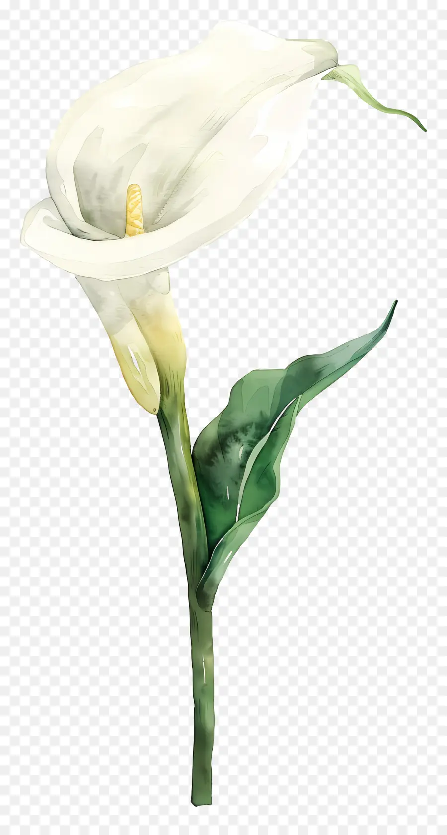 Calla Lírio，Lírio De Calla Branco PNG