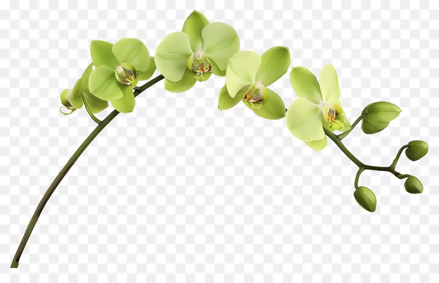 Flor De Orquídea，Orquídea PNG