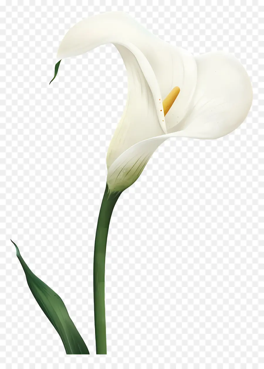 Calla Lírio，Lírio De Calla Branco PNG