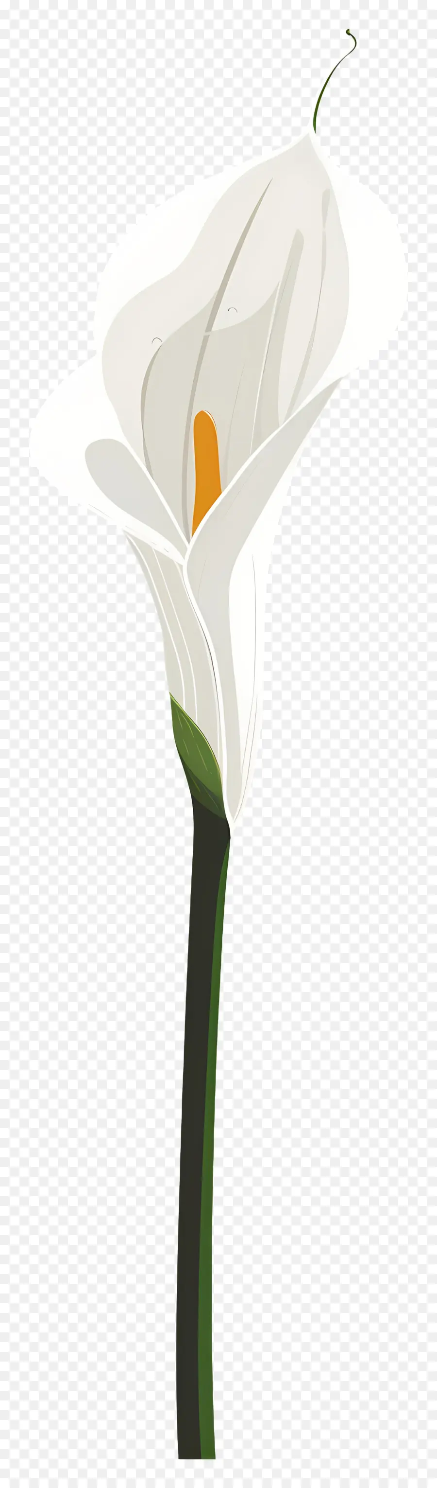 Calla Lírio，Branco PNG