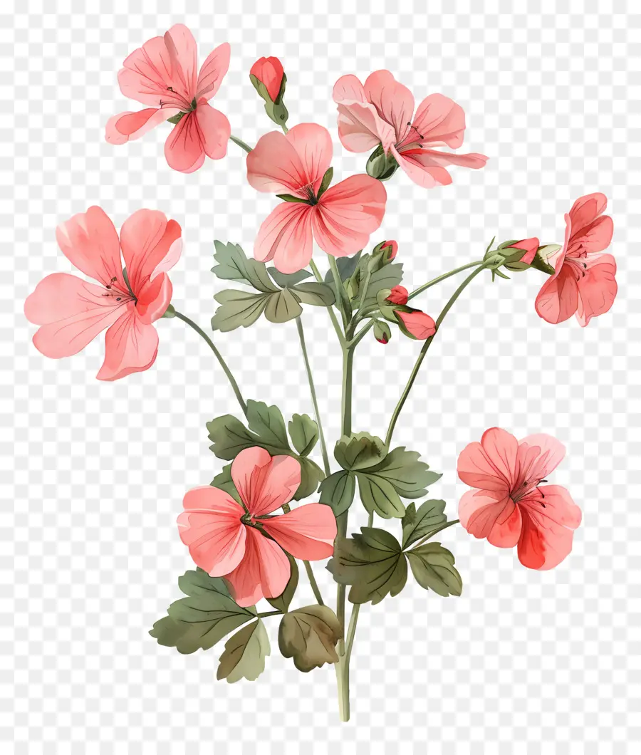 Flores Vintage，Gerânios Vermelhos E Rosa PNG