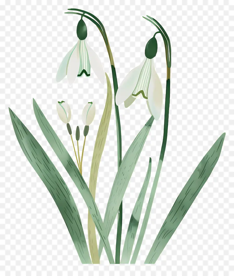 Flocos De Neve，Snowdrops Minimalistas PNG