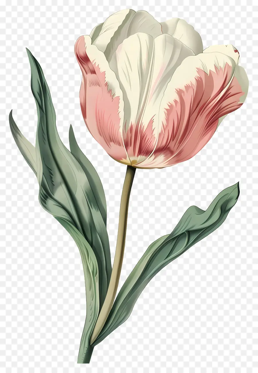 Flor Vintage，Tulipa Vermelha PNG