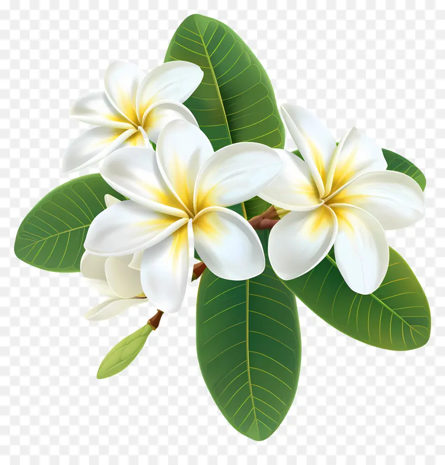 Flor De Frangipani，Flores De Pluméria PNG