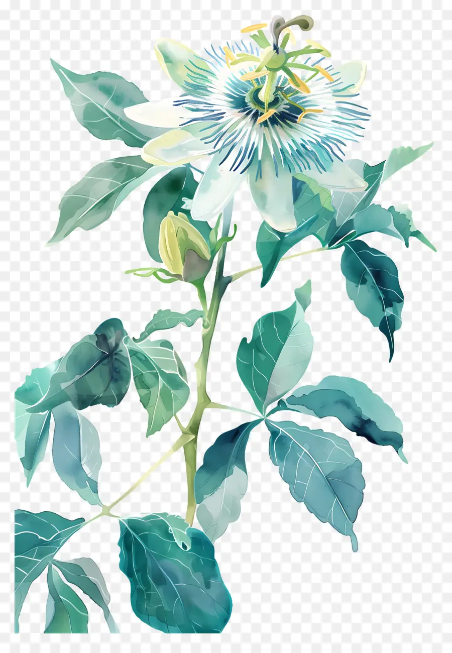 Flores Vintage，Passiflora Azul PNG