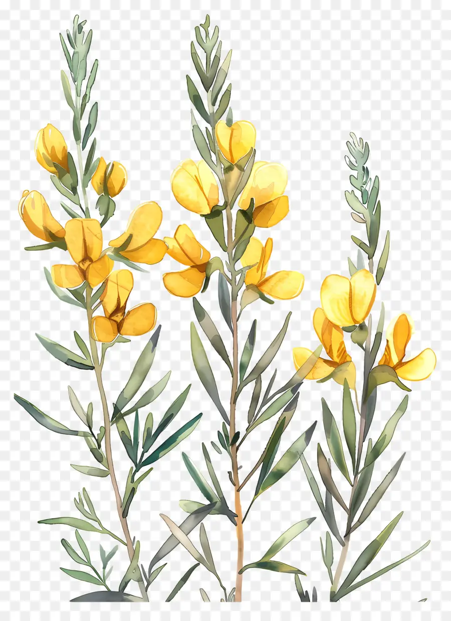 Flor Cytisus Wolgaricus，Flores Amarelas PNG