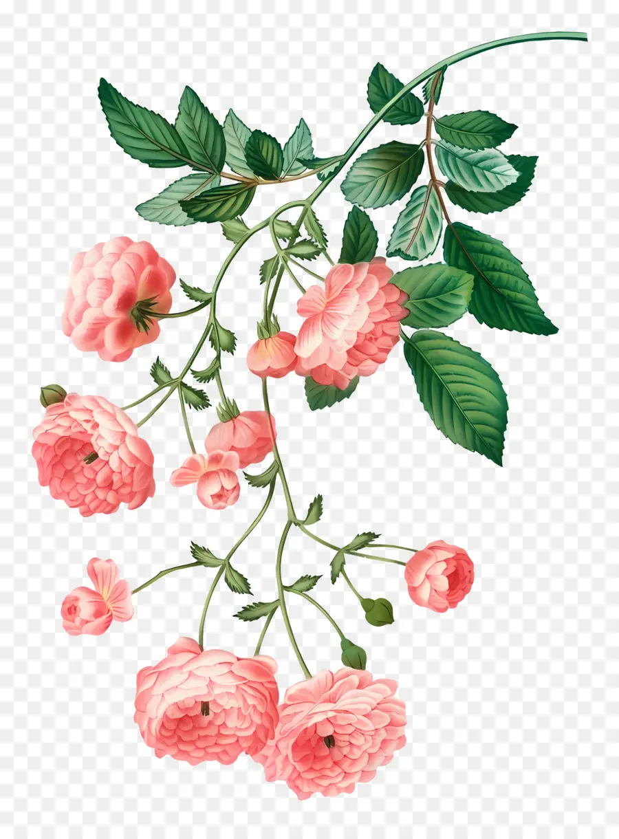 Flores Vintage，Rosas Trepadeiras Rosa PNG