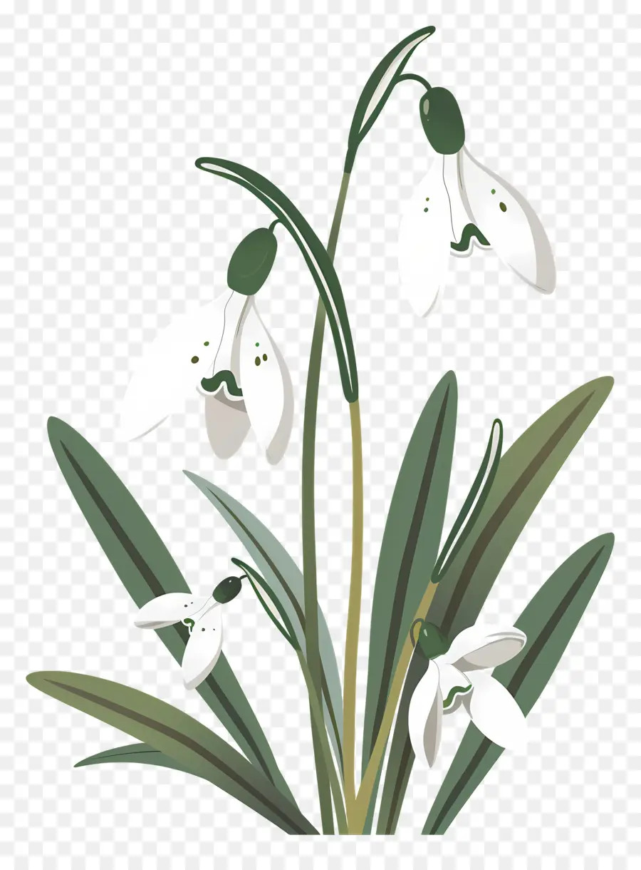 Flocos De Neve，Snowdrops Minimalistas PNG