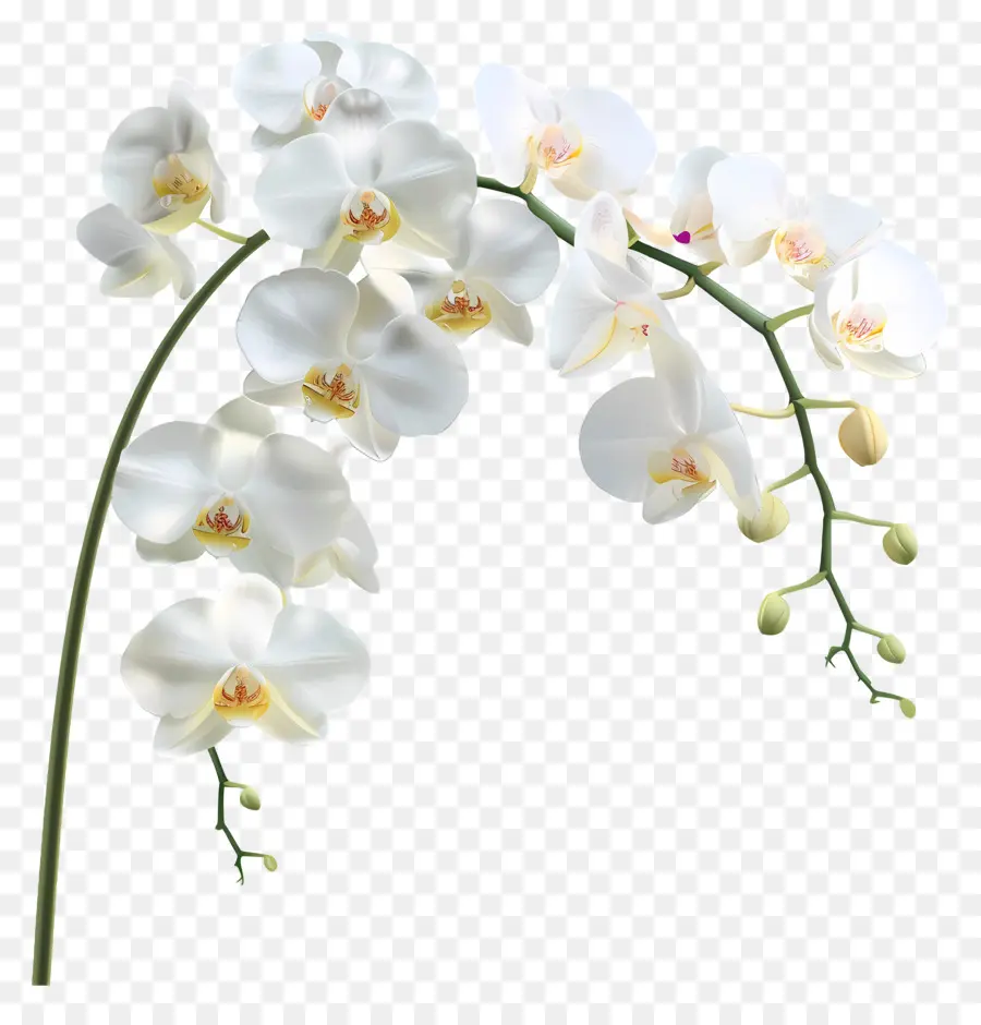 Flor De Orquídea，Orquídea Branca PNG