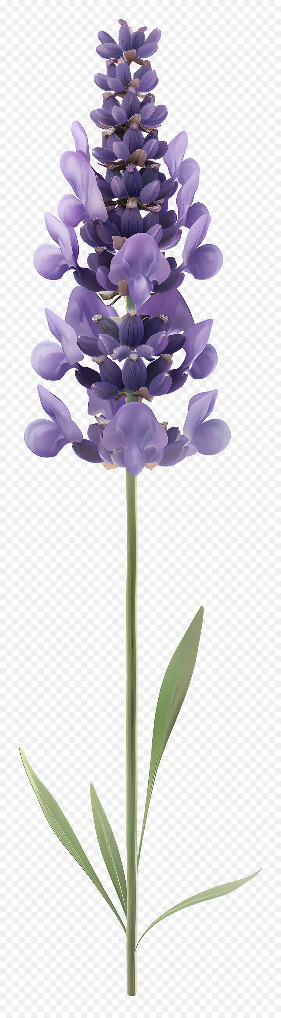 Flor De Lavanda，Lavanda PNG