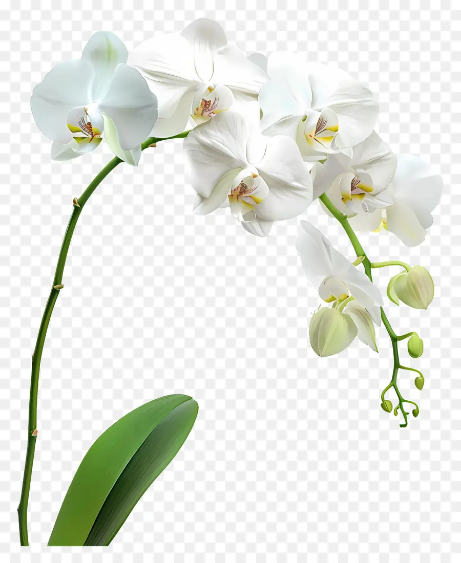 Flor De Orquídea，Orquídea Branca PNG