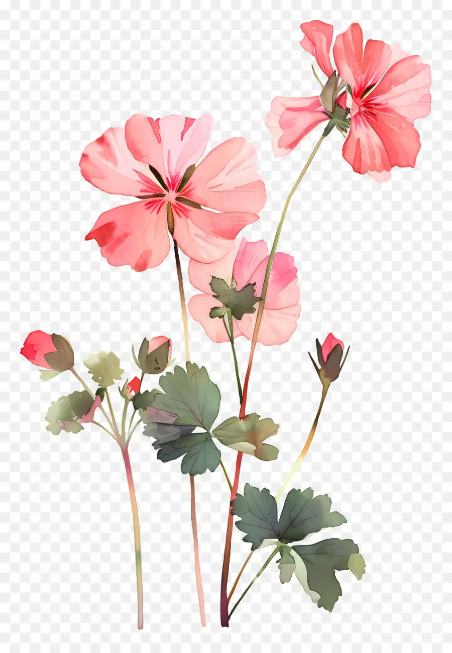 Flores Vintage，Gerânio Rosa PNG