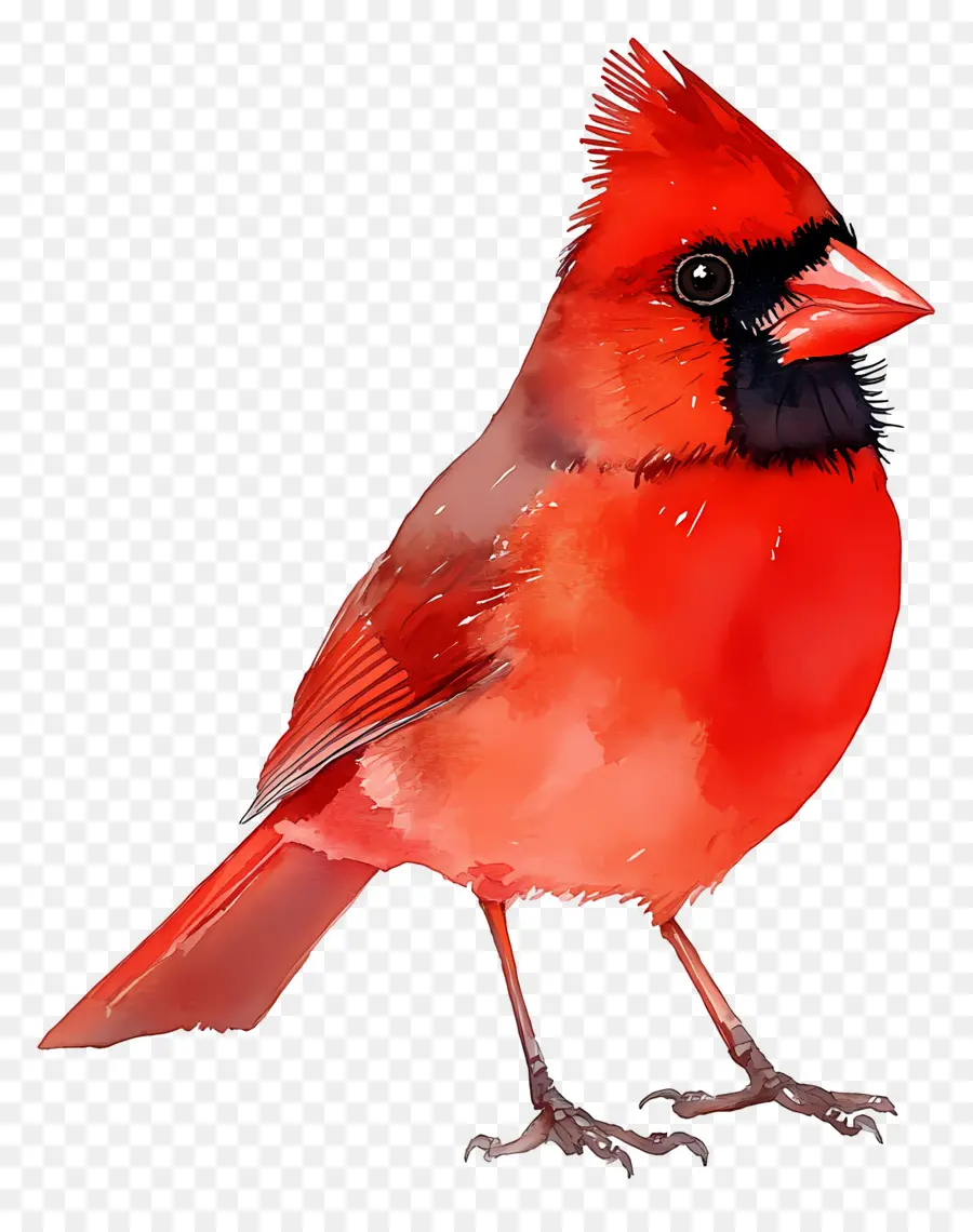 Pássaro Aquarela，Pássaro Vermelho PNG