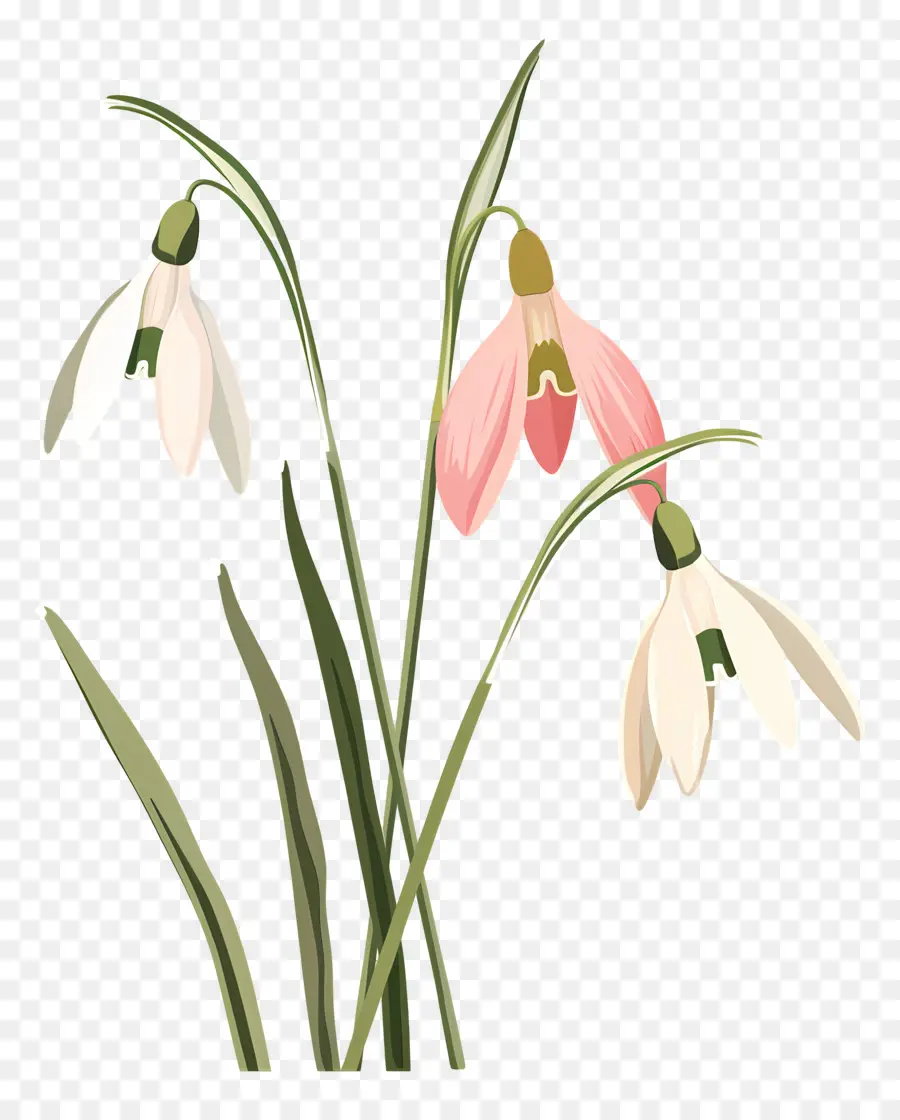 Flocos De Neve，Snowdrops Rosa E Brancos PNG