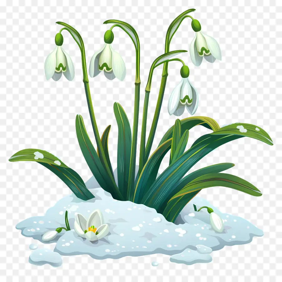 Flocos De Neve，Flores De Floco De Neve Na Neve PNG