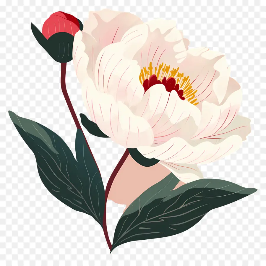 Flor Peônia，Flor Rosa PNG