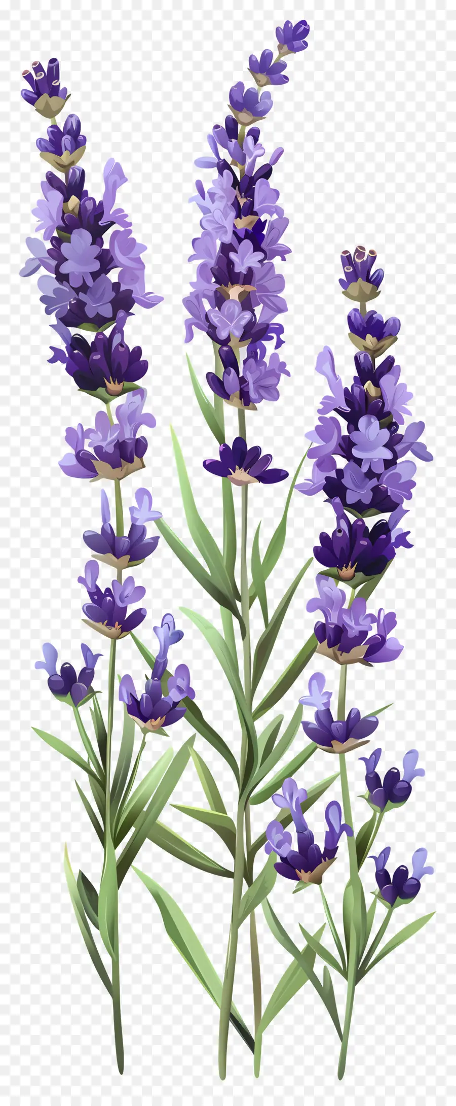 Flor De Lavanda，Flores Roxas PNG